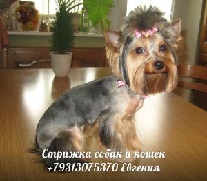 Стрижка собак в Санкт-Петербурге d5583allSe4.jpg
