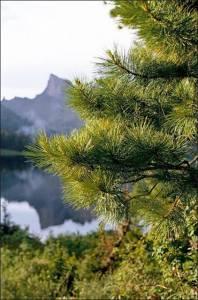 Продаю красивые деревья-крупномеры для озеленения  Город Уфа