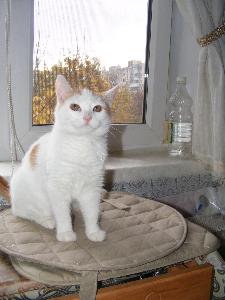 Кошка в Уфимском р-не DSCF0185.JPG