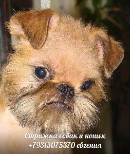 Стрижка собак в Санкт-Петербурге 5jonOUMLSNw.jpg