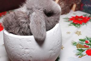 карликовые крольчата на любой праздник и для любой семьи Поселок Рублево