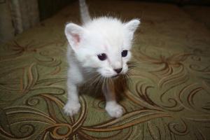 Тайские котята даром IMG_6304.JPG