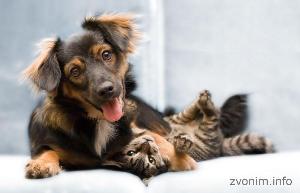Ветеринарные услуги в Москве moskva-veterinarnaya_vyzyvnaya_sluzhba_dingo_3809.jpeg