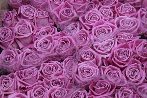 Цветок в Уфе roza.jpg