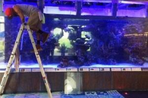 Обслуживание аквариумов, океанариумов, террариумов и палюдариумов «под ключ» Город Москва