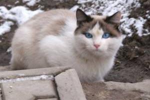 Красивый голубоглазый котик ищет заботливых хозяев Город Уфа