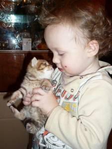 Продам британских короткошерстных котят редкого окраса Город Уфа