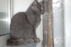 крупный британский породистый кот голубого окраса ждет невест  Город Уфа